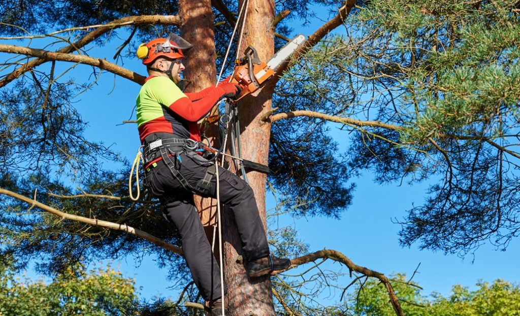 The Best Time of Year to Trim Your Trees - Home TLC Mag