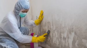 Mold Removal Company