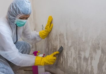 Mold Removal Company