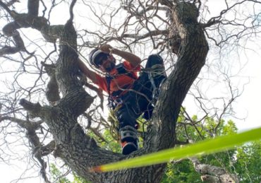 Regular Tree Pruning