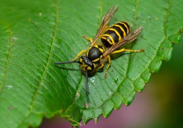 rid of yellow jackets,