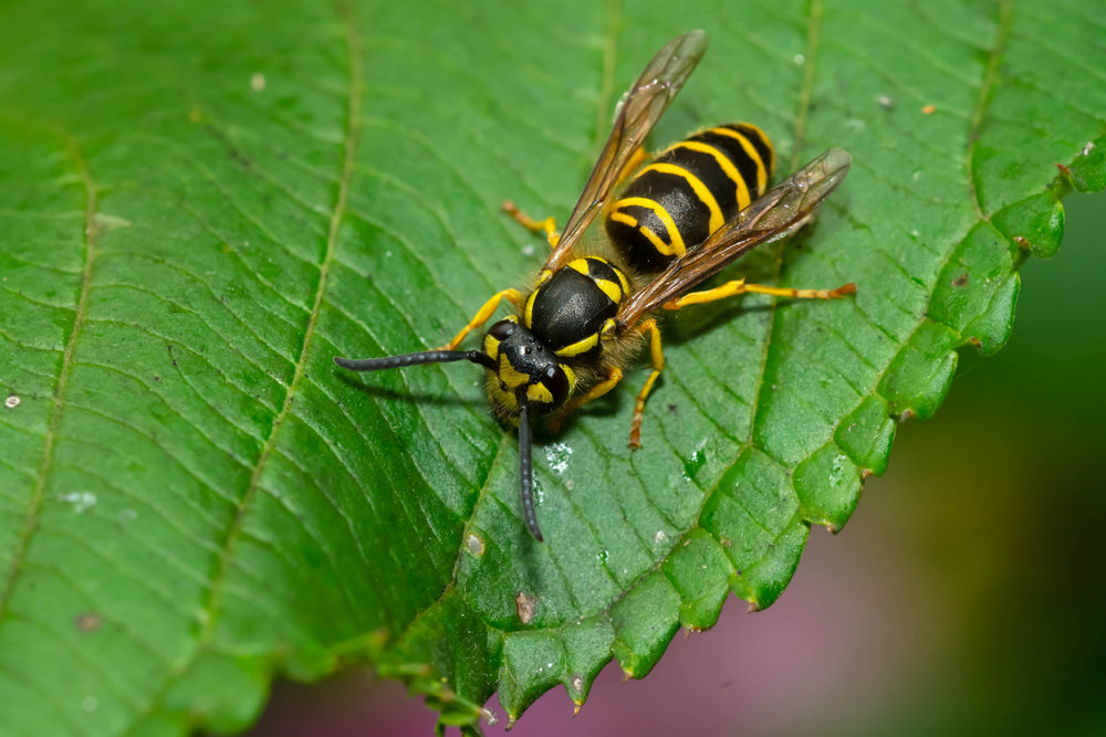 rid of yellow jackets,